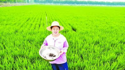     黄芳在水稻田里查看螃蟹长势。 受访者供图