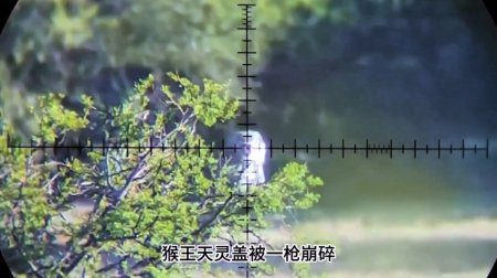 “猴王被毙”视频中被击杀的猴子实际为非洲长尾黑颚猴。网传视频截图