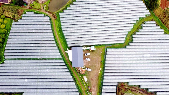 图为公会镇解元村乡村振兴实践区葡萄园