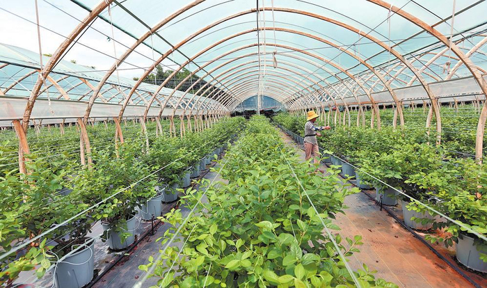 工作人员在澄江市回腾水果种植农民专业合作社的蓝莓基地里进行管护。 记者 黄兴能 摄