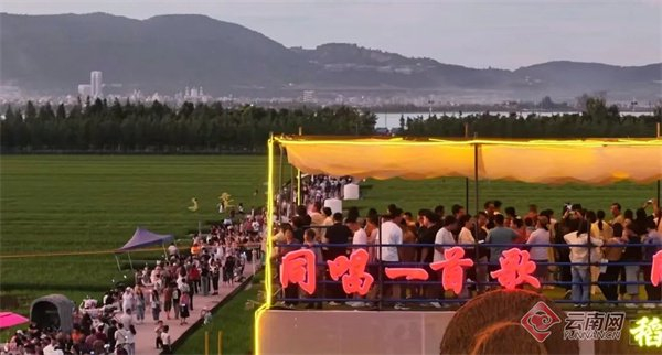 众多游客在通海六一社区牛角坝塘稻田游玩 龚瑞清 摄