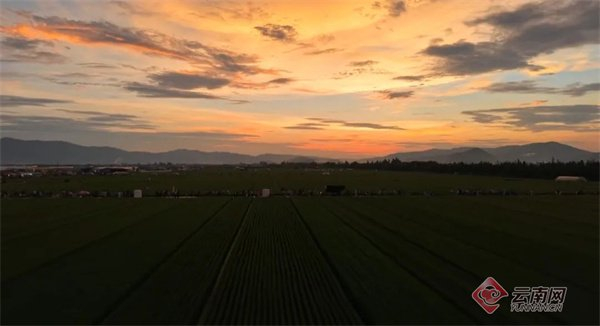 通海六一社区牛角坝塘稻田落日 龚瑞清 摄