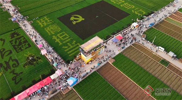 通海六一社区牛角坝塘稻田“稻画”景观 龚瑞清 摄