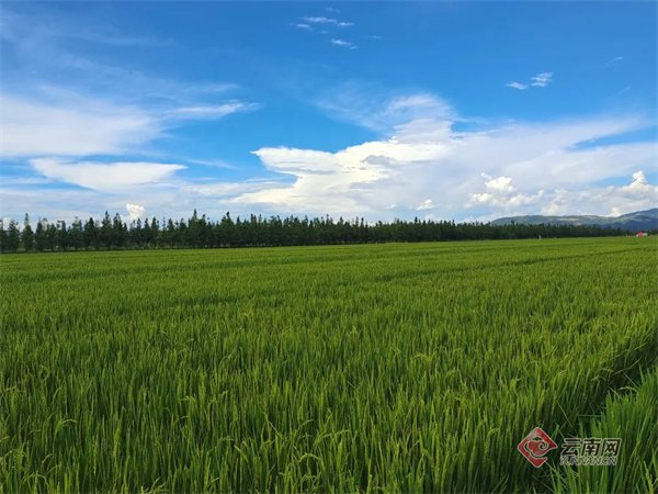 通海六一社区牛角坝塘稻田 杨语嫣 摄