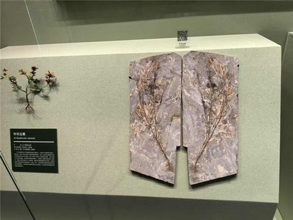 中华古果的化石以及其复原模型。它是早期被子植物，生存于白垩纪早期。图源：作者本人拍摄