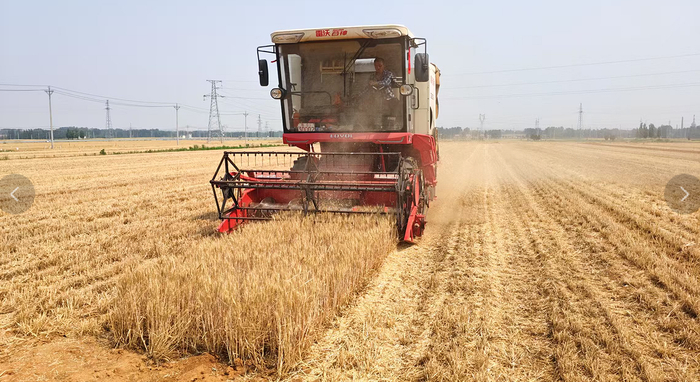 莱芜区小麦机收现场