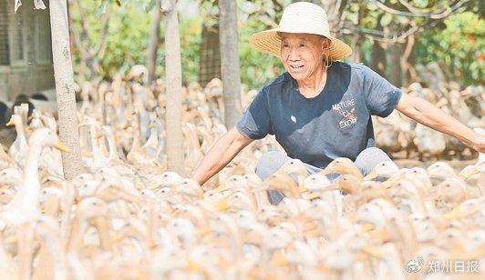 鄢陵县南张庄村的家禽养殖 许昌日报供图 牛原 摄