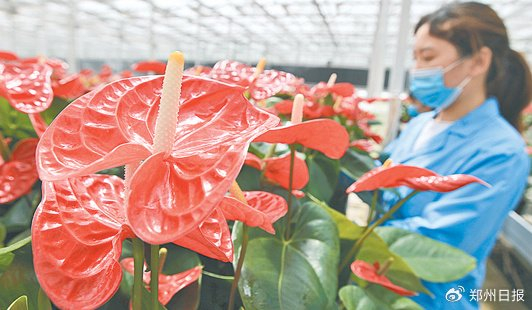 鄢陵建业绿色基地 许昌日报供图 牛原 摄