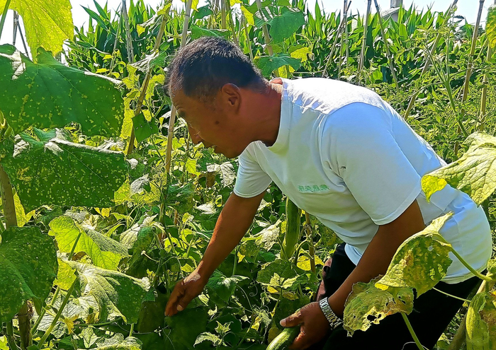 孙兆学在菜园里摘黄瓜（央广网记者陈显春  摄）