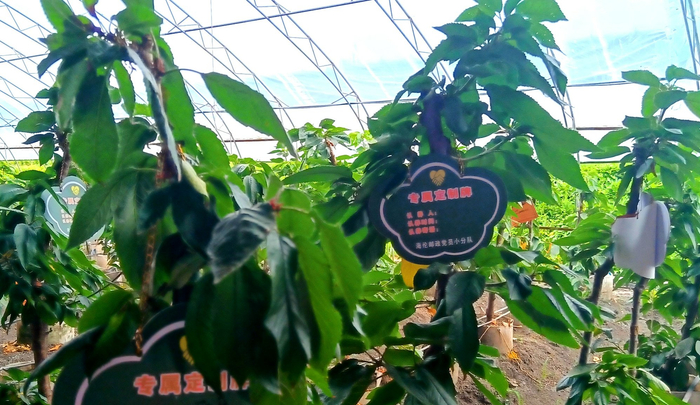 定制菜园中的樱桃树（央广网记者陈显春  摄）