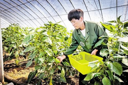     7月17日，在定兴县溯朴农庄，工人按照客户订单采摘甜椒。本组图片由张曾良摄