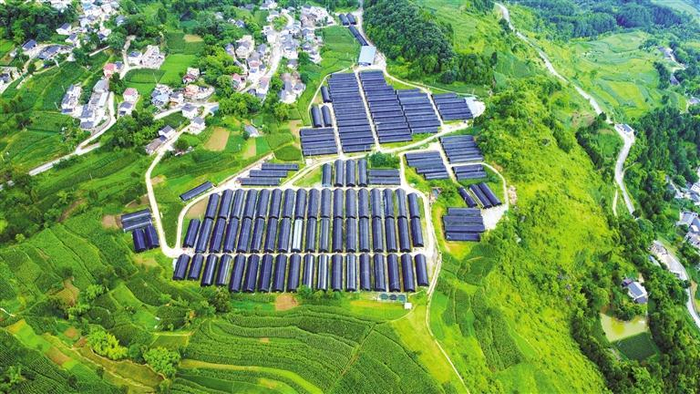 平模社区食用菌大棚基地。 潘承丽 摄