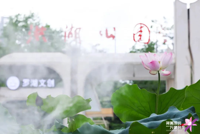 图源：罗湖区城市管理和综合执法局