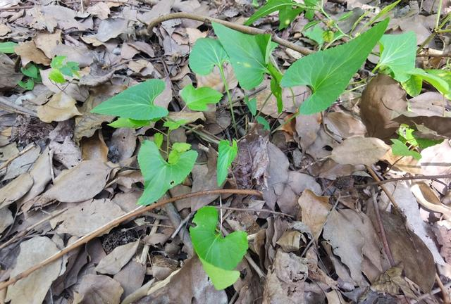 白花堇菜。 陈玺撼摄