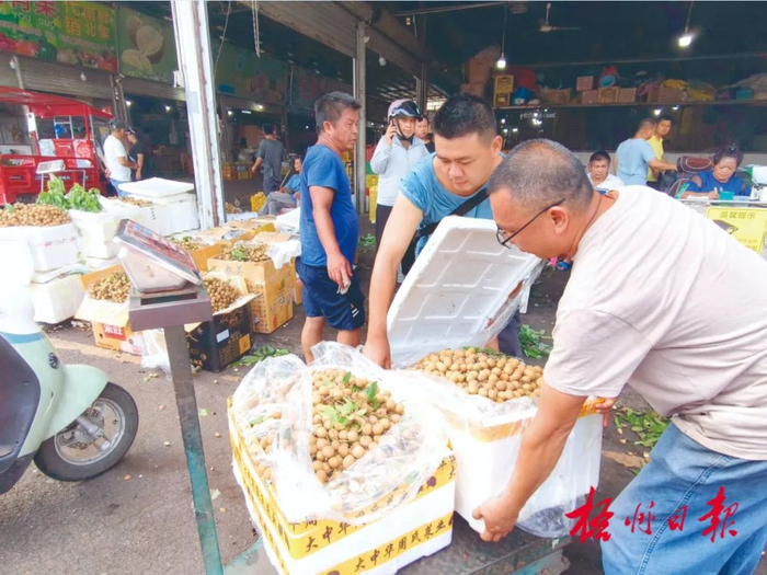 7月19日，在长洲区水果批发交易市场，商家正在交易龙眼。李鸿荣 摄