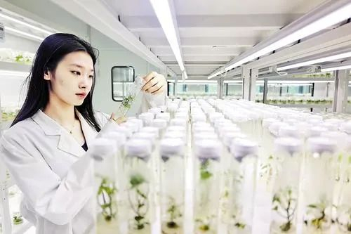 7月21日，在邯郸市禾下土种业有限公司甘薯组培中心，技术人员查看试管苗生长情况。崔志科摄