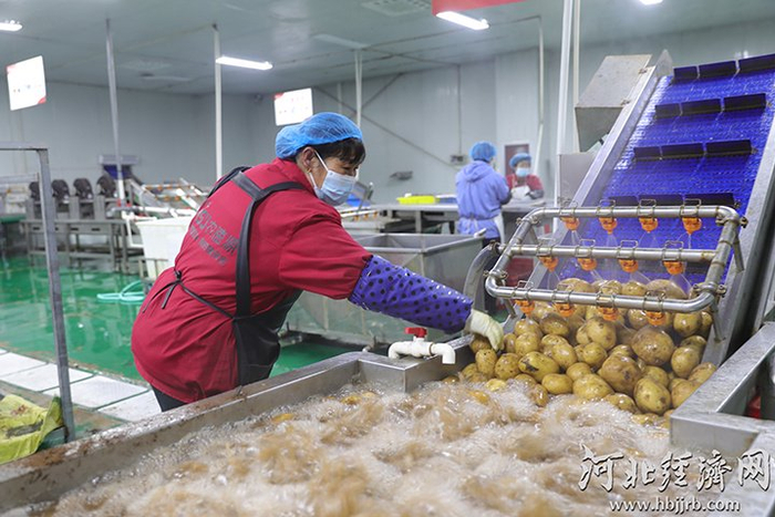 河北净菜加工车间。河北经济日报记者 李佳琦 摄