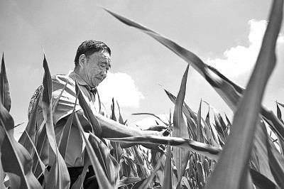 7月20日，徐淙祥在安徽省阜阳市太和县旧县镇的田间察看玉米生长情况。新华社记者 黄博涵摄