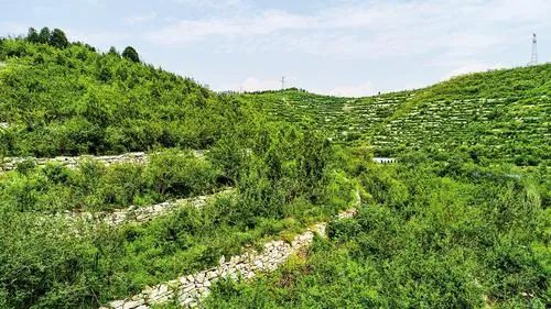 7月21日，在涉县井店镇三街村连翘种植基地，连翘即将迎来采收期。 杨彦忠摄