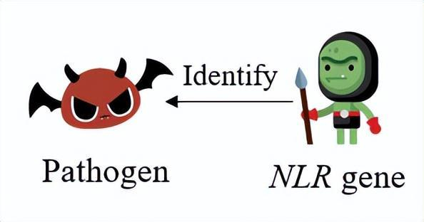 NLR基因识别和抵抗入侵病菌示意图