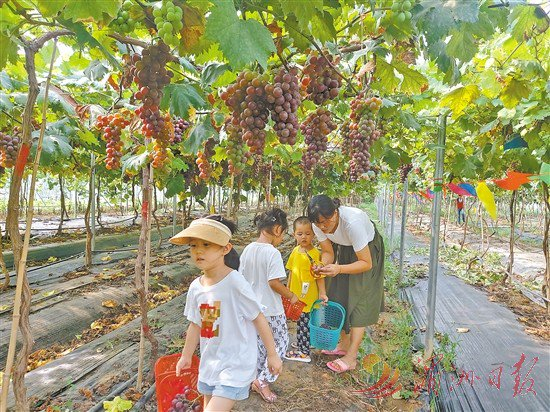 ▲图为东庄镇生态休闲农业园吸引人们体验采摘乐趣。