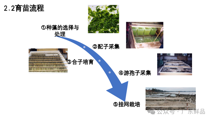 育苗流程