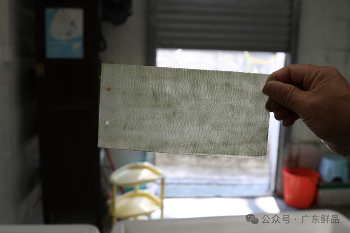 苗板上附着着礁膜孢子囊