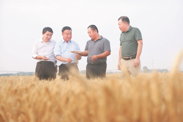 5月28日，在太和县现代农业科技试验示范基地，徐淙祥与农技专家交流小麦种植经验。本报记者　王珂 摄