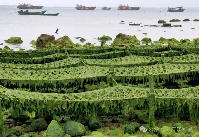 礁膜海上养殖规模化