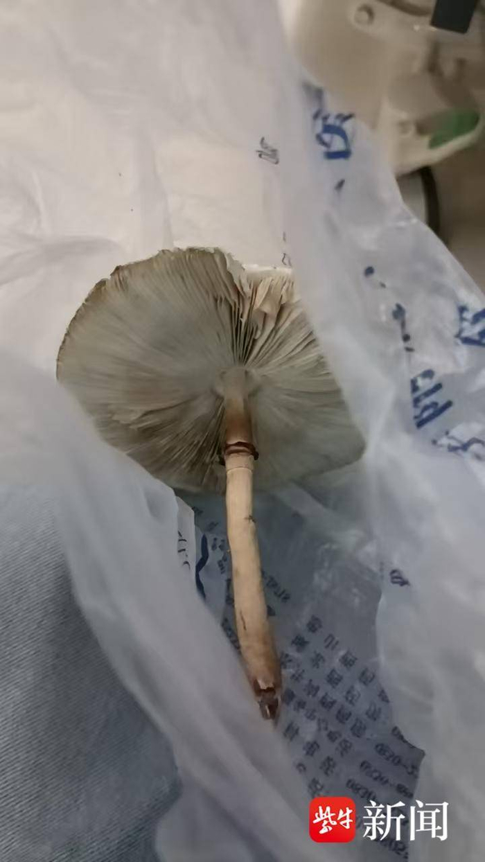 朱仕春种出的蘑菇