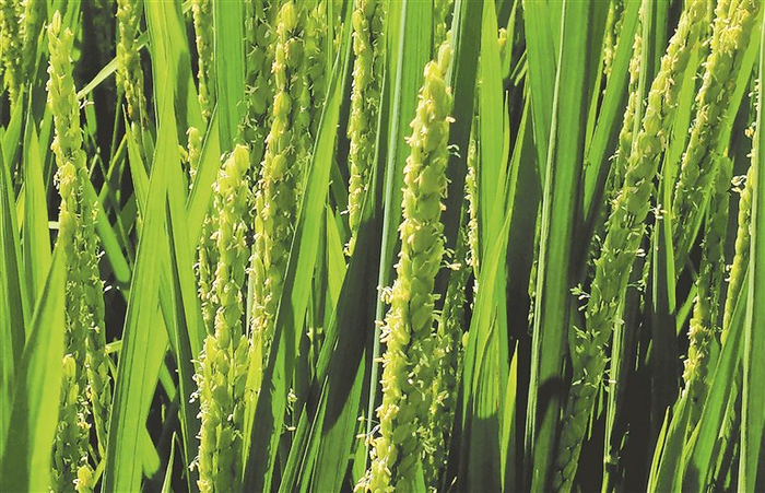     水稻花。刘 江摄