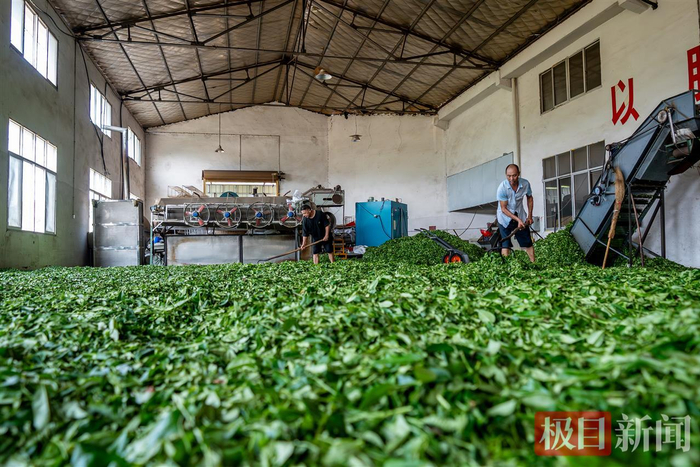 “碧水云尖”茶业合作社