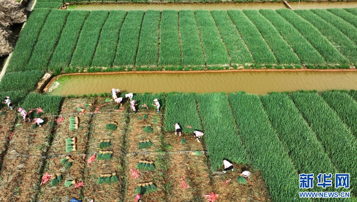 航拍云南省曲靖市麒麟区珠街街道堡子村，蒜苗采收忙（7月21日摄）。新华网发（孙文来 摄）