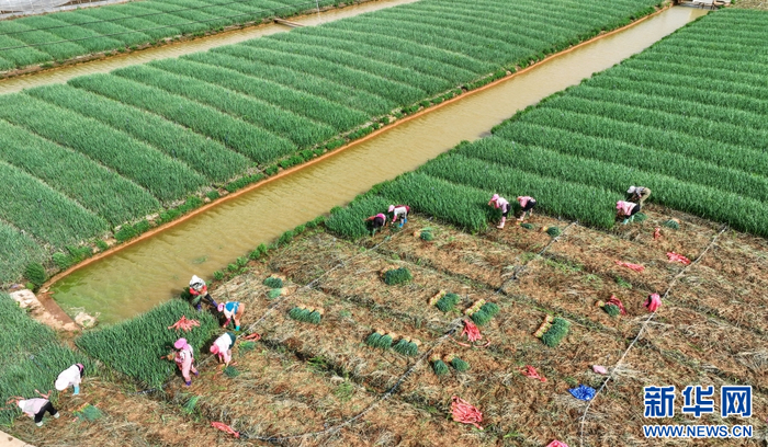 航拍云南省曲靖市麒麟区珠街街道堡子村，蒜苗采收忙（7月21日摄）。新华网发（孙文来 摄）