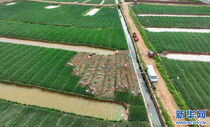 航拍云南省曲靖市麒麟区珠街街道堡子村，蒜苗采收忙（7月21日摄）。新华网发（孙文来 摄）