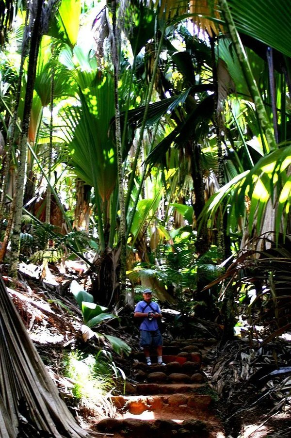 △ 男子两边的树是它长大后的样子