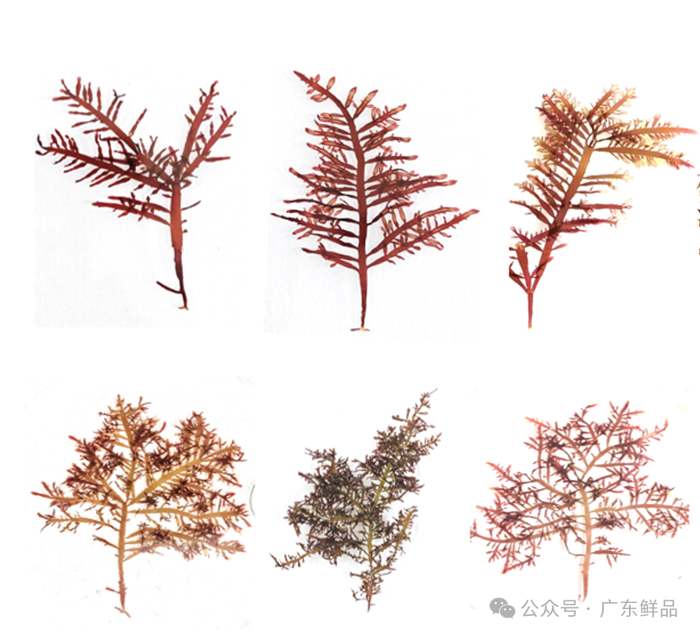 拟鸡毛菜