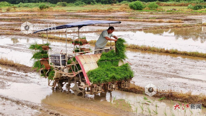 江西赣州，农民用农机插秧 视觉江西 钟万汕摄