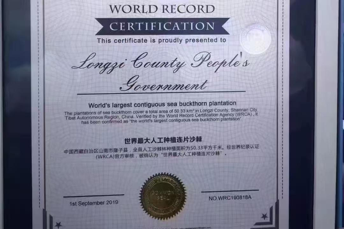 山南隆子县2019年被确认为“世界最大人工种植连片沙棘”
