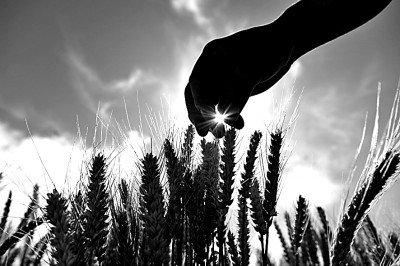     5月21日，小满，图为当日农户在云南省丽江市玉龙纳西族自治县黄山街道的麦田里查看小麦长势。新华社发