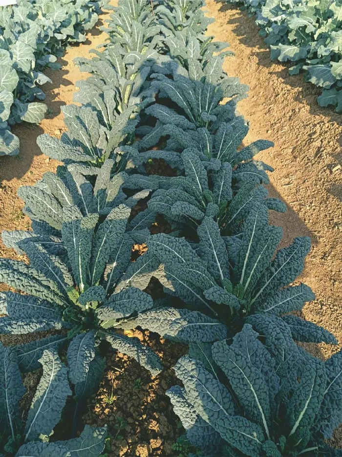 亚非皱叶菜｜图源：受访者提供