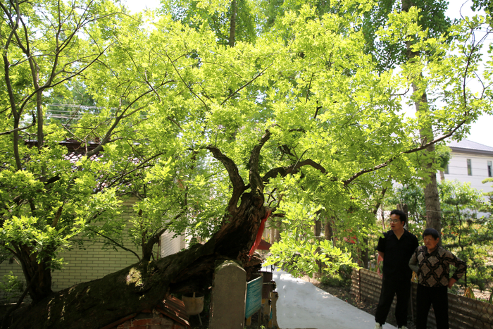 △1200年左右的“岳飞拴马树”