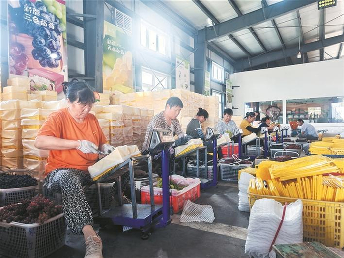    7月24日，十二师二二一团富鹏合作社的装箱工人分装打包“三色葡萄”。    兵团日报常驻记者  冯晓玲  通讯员  郭蕾  摄