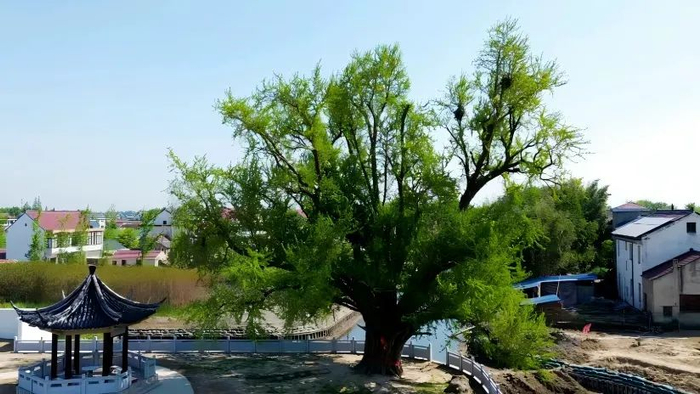 △九华镇赵元村1300多岁古银杏
