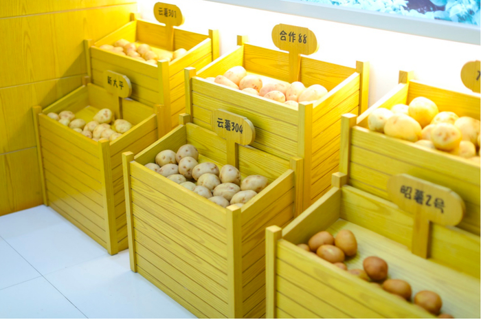 ▲云薯304是“噜咪啦”的专用品种，其表皮光滑、食味好、产量高。付兴华|摄