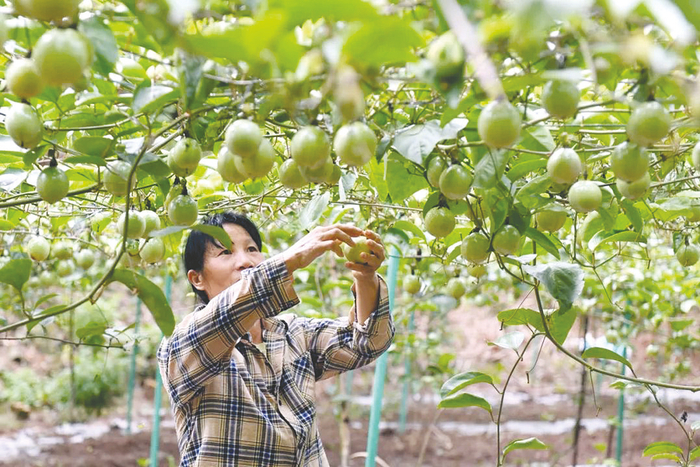     良庆区大塘镇太安村村民正在采摘黄金百香果。    本报通讯员莫祖勇 摄