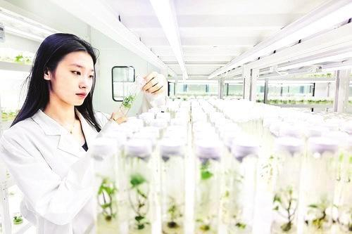         7月21日，在邯郸市禾下土种业有限公司甘薯组培中心，技术人员查看试管苗生长情况。                               崔志科 摄    