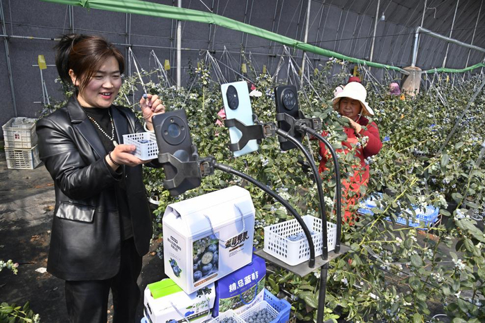 3月30日，在山东青岛西海岸新区张家楼街道丰禾园家庭农场，村民通过直播销售刚采摘的蓝莓。新华社记者 李紫恒 摄