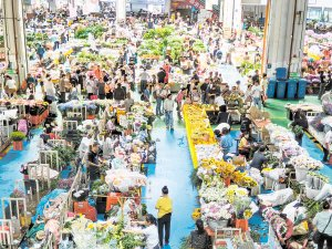 斗南花卉市场每天上市1600多个品种的鲜花。本版图片除署名外均由记者 张怡 摄