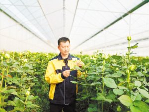 花农采收鲜切花。 张良花卉合作社供图